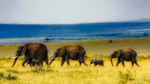 Mehr über den Artikel erfahren Südafrika