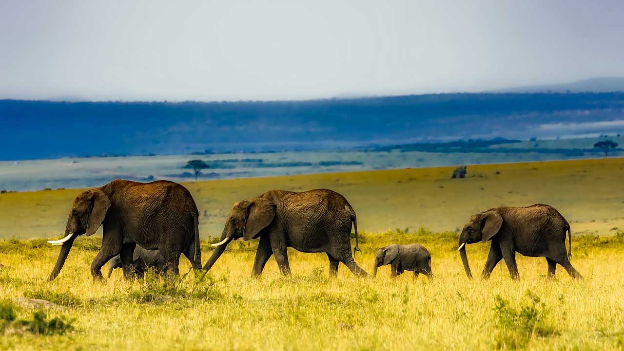 Mehr über den Artikel erfahren Südafrika