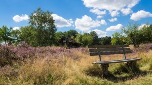 Mehr über den Artikel erfahren Lüneburger Heide